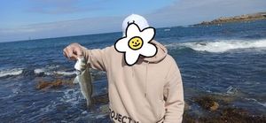 European Bass (Seabass)