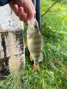European Perch