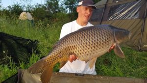 Common Carp