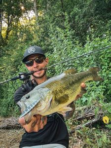 Largemouth Bass