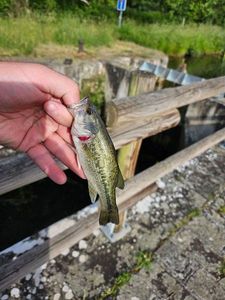 Largemouth Bass