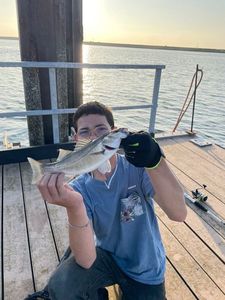 White Seabass