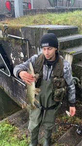 Northern Pike