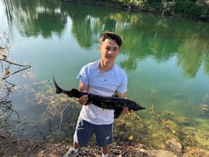 Dabry's Sturgeon
