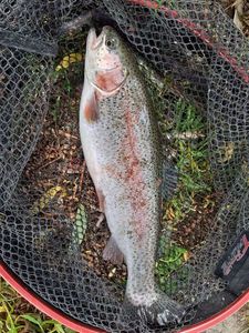 Rainbow Trout