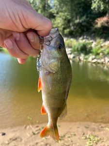 European Perch