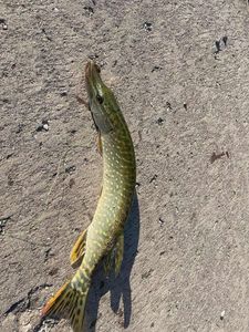 Northern Pike