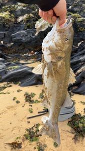 European Bass (Seabass)