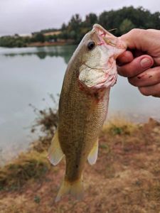 Largemouth Bass