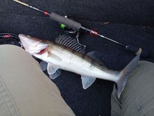 Zander
