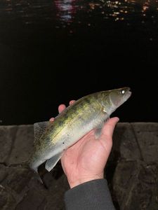 Zander