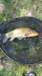Tench