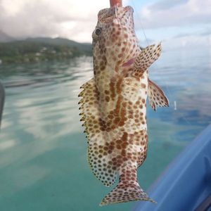 Brown Grouper (Dusky)