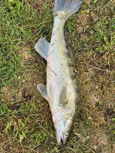 Zander