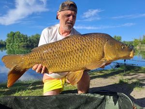 Common Carp