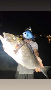 Gilthead Seabream
