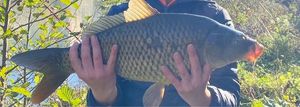 Common Carp