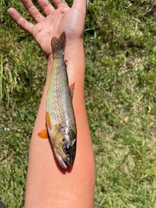 Brown Trout