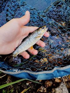 Brown Trout