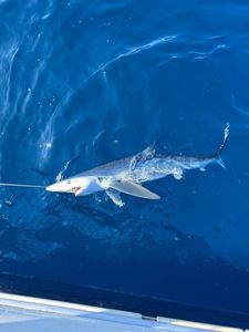 Blue Shark