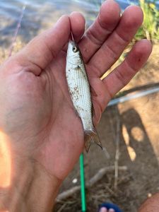 Leaping Mullet
