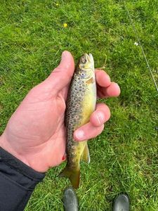 Brown Trout