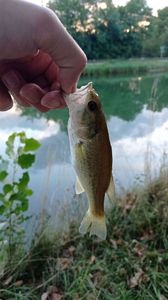 Largemouth Bass
