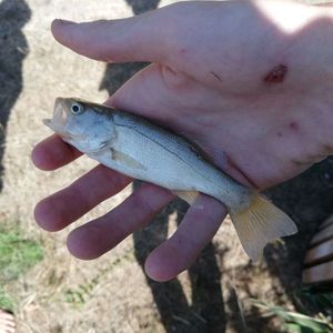 Largemouth Bass