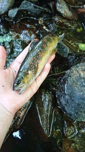 Brown Trout