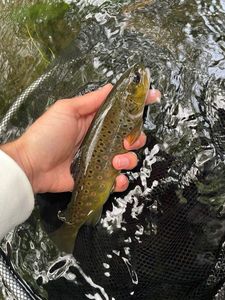 Brown Trout