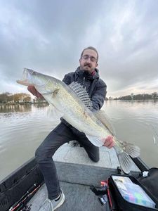 Zander