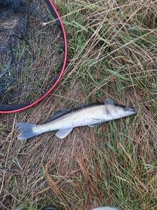 Zander