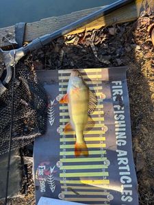European Perch