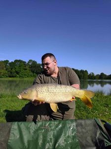 Common Carp