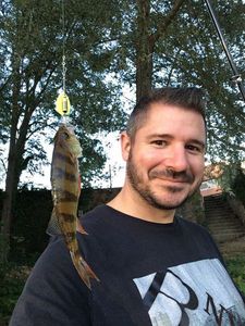 European Perch