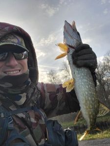 Northern Pike