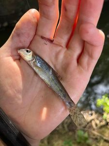 Gudgeon