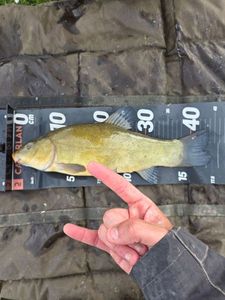 Tench