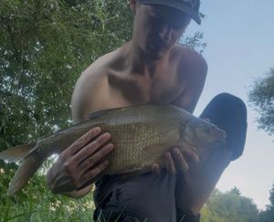 Common Bream