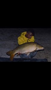 Common Carp