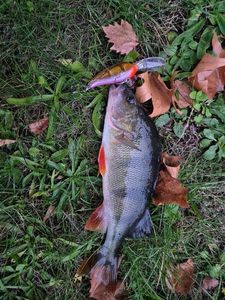 European Perch