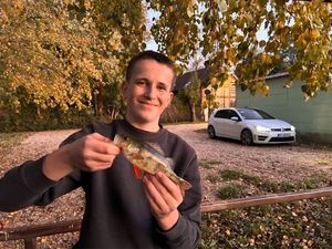 European Perch