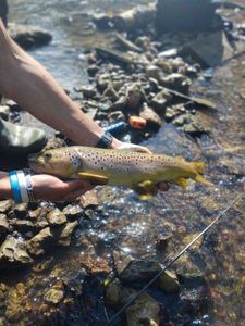 Brown Trout