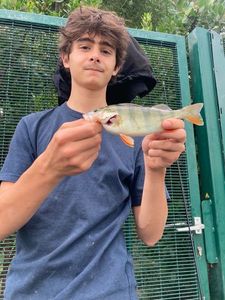 European Perch