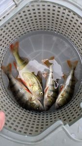 European Perch