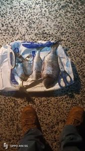 White Seabream