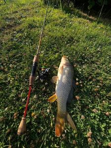 Common Carp