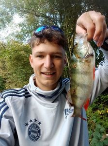 European Perch