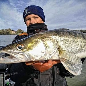 Zander