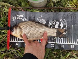 Crucian Carp